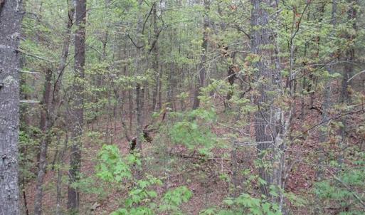 Photo of SOLD!!  42 Acres of Residential and Recreational Land for Sale in Alleghany County VA!