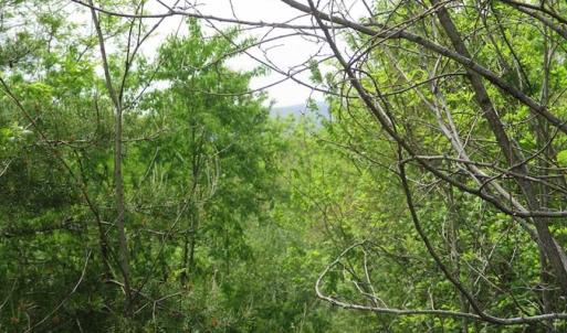 Photo of SOLD!!  42 Acres of Residential and Recreational Land for Sale in Alleghany County VA!
