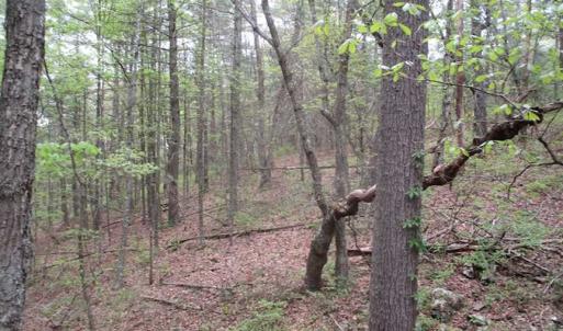 Photo of SOLD!!  42 Acres of Residential and Recreational Land for Sale in Alleghany County VA!