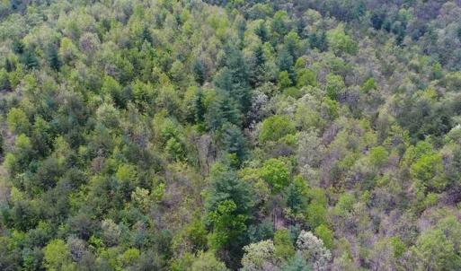 Photo of SOLD!!  42 Acres of Residential and Recreational Land for Sale in Alleghany County VA!