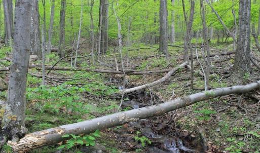 Photo of UNDER CONTRACT!  6.01 Acres of Residential Land For Sale in Frederick County VA!