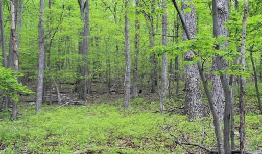 Photo of UNDER CONTRACT!  6.01 Acres of Residential Land For Sale in Frederick County VA!