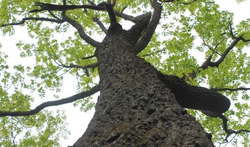 Photo of UNDER CONTRACT!  6.01 Acres of Residential Land For Sale in Frederick County VA!