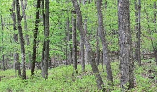 Photo of UNDER CONTRACT!  6.01 Acres of Residential Land For Sale in Frederick County VA!