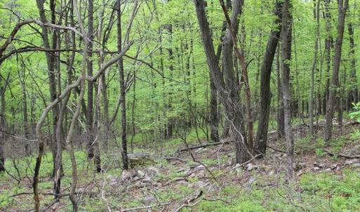 Photo of UNDER CONTRACT!  6.01 Acres of Residential Land For Sale in Frederick County VA!