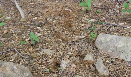 Photo of UNDER CONTRACT!  6.01 Acres of Residential Land For Sale in Frederick County VA!