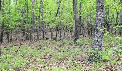 Photo of UNDER CONTRACT!  6.01 Acres of Residential Land For Sale in Frederick County VA!