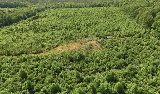 Photo of SOLD!! 83 Acres of Hunting and Recreational Land For Sale in Lunenburg County VA!