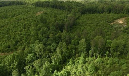 Photo of SOLD!! 83 Acres of Hunting and Recreational Land For Sale in Lunenburg County VA!