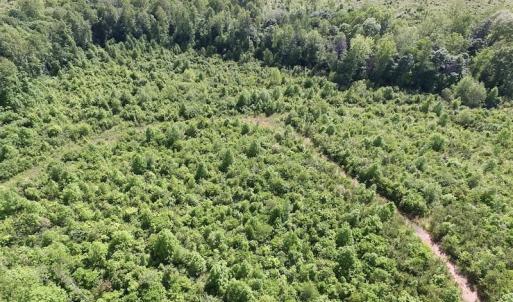 Photo of SOLD!! 83 Acres of Hunting and Recreational Land For Sale in Lunenburg County VA!