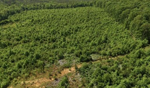 Photo of SOLD!! 83 Acres of Hunting and Recreational Land For Sale in Lunenburg County VA!