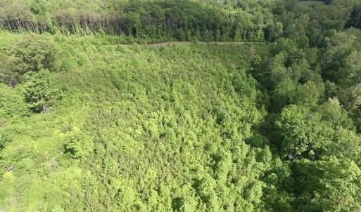 Photo of SOLD!! 83 Acres of Hunting and Recreational Land For Sale in Lunenburg County VA!
