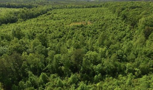 Photo of SOLD!! 83 Acres of Hunting and Recreational Land For Sale in Lunenburg County VA!