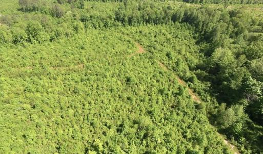 Photo of SOLD!! 83 Acres of Hunting and Recreational Land For Sale in Lunenburg County VA!