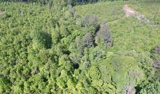 Photo of SOLD!! 83 Acres of Hunting and Recreational Land For Sale in Lunenburg County VA!