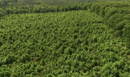 Photo of SOLD!! 83 Acres of Hunting and Recreational Land For Sale in Lunenburg County VA!