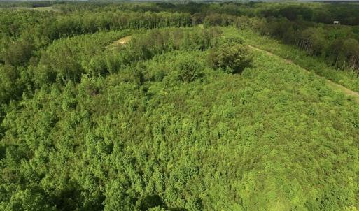 Photo of SOLD!! 83 Acres of Hunting and Recreational Land For Sale in Lunenburg County VA!