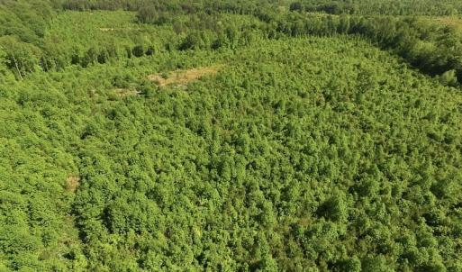 Photo of SOLD!! 83 Acres of Hunting and Recreational Land For Sale in Lunenburg County VA!