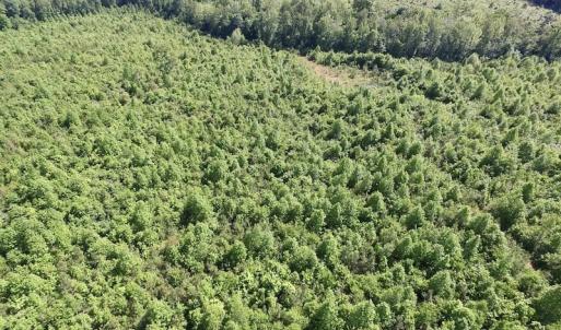 Photo of SOLD!! 83 Acres of Hunting and Recreational Land For Sale in Lunenburg County VA!
