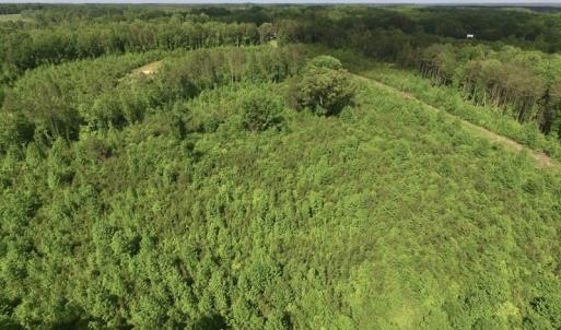 Photo of SOLD!! 83 Acres of Hunting and Recreational Land For Sale in Lunenburg County VA!