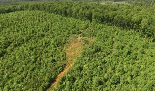 Photo of SOLD!! 83 Acres of Hunting and Recreational Land For Sale in Lunenburg County VA!