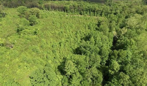 Photo of SOLD!! 83 Acres of Hunting and Recreational Land For Sale in Lunenburg County VA!