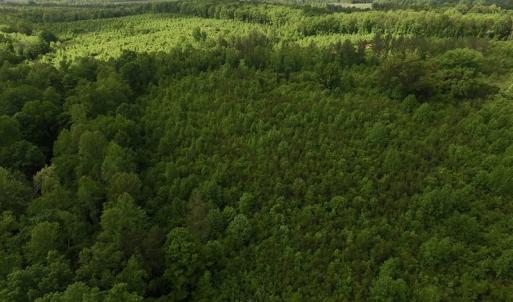 Photo of SOLD!! 83 Acres of Hunting and Recreational Land For Sale in Lunenburg County VA!