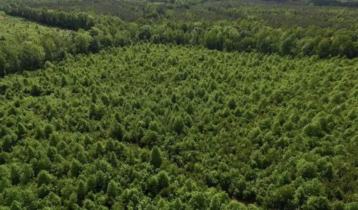 Photo of SOLD!! 83 Acres of Hunting and Recreational Land For Sale in Lunenburg County VA!