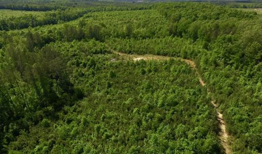 Photo of SOLD!! 83 Acres of Hunting and Recreational Land For Sale in Lunenburg County VA!