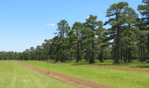 Photo of REDUCED!  155 Acres of Golf Course and Development Land For Sale in Horry County SC!