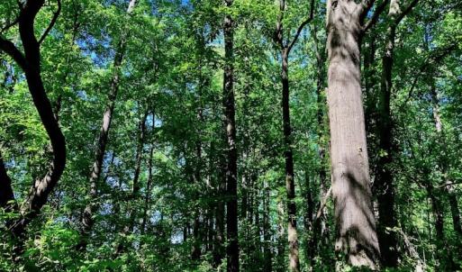 Photo of SOLD!! 31.36 Acres of Farm and Investment Land For Sale in Nash County NC!