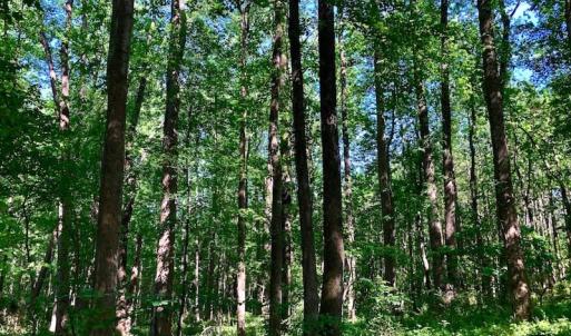 Photo of SOLD!! 31.36 Acres of Farm and Investment Land For Sale in Nash County NC!