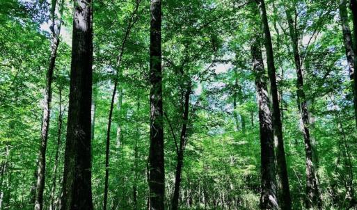 Photo of SOLD!! 31.36 Acres of Farm and Investment Land For Sale in Nash County NC!