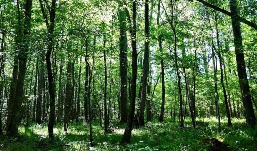 Photo of SOLD!! 31.36 Acres of Farm and Investment Land For Sale in Nash County NC!