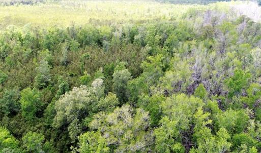 Photo of UNDER CONTRACT!  50 Acres of Hunting Land For Sale In Pamlico County NC!