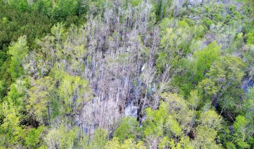 Photo of UNDER CONTRACT!  50 Acres of Hunting Land For Sale In Pamlico County NC!