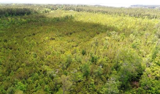 Photo of UNDER CONTRACT!  50 Acres of Hunting Land For Sale In Pamlico County NC!