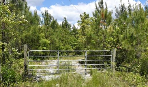 Photo of UNDER CONTRACT!  50 Acres of Hunting Land For Sale In Pamlico County NC!