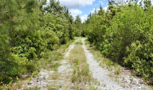 Photo of UNDER CONTRACT!  50 Acres of Hunting Land For Sale In Pamlico County NC!
