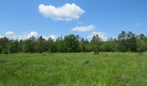 Photo of UNDER CONTRACT!  81 Acres of Hunting and Timber Land For Sale in Brunswick County NC!