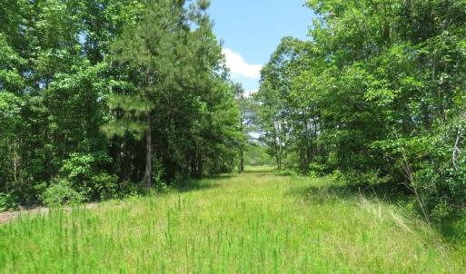 Photo of UNDER CONTRACT!  81 Acres of Hunting and Timber Land For Sale in Brunswick County NC!
