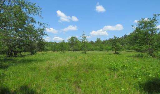 Photo of UNDER CONTRACT!  81 Acres of Hunting and Timber Land For Sale in Brunswick County NC!
