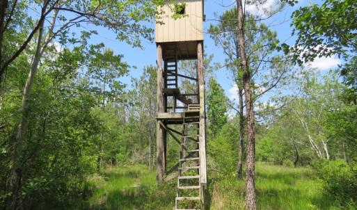 Photo of UNDER CONTRACT!  81 Acres of Hunting and Timber Land For Sale in Brunswick County NC!
