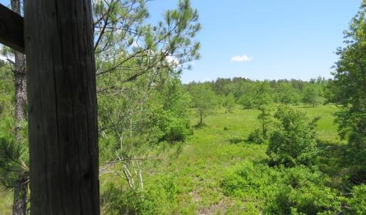 Photo of UNDER CONTRACT!  81 Acres of Hunting and Timber Land For Sale in Brunswick County NC!