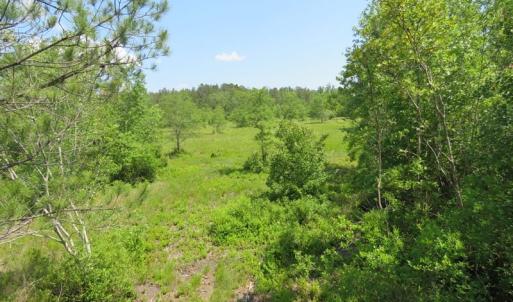 Photo of UNDER CONTRACT!  81 Acres of Hunting and Timber Land For Sale in Brunswick County NC!