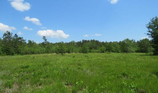 Photo of UNDER CONTRACT!  81 Acres of Hunting and Timber Land For Sale in Brunswick County NC!