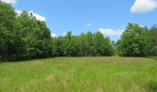 Photo of UNDER CONTRACT!  81 Acres of Hunting and Timber Land For Sale in Brunswick County NC!