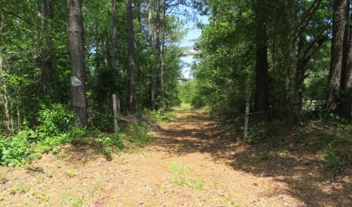 Photo of UNDER CONTRACT!  81 Acres of Hunting and Timber Land For Sale in Brunswick County NC!