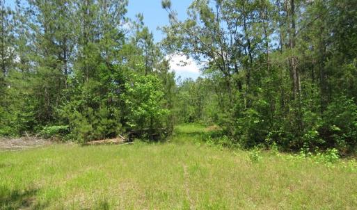 Photo of UNDER CONTRACT!  81 Acres of Hunting and Timber Land For Sale in Brunswick County NC!