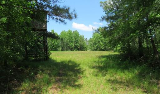 Photo of UNDER CONTRACT!  81 Acres of Hunting and Timber Land For Sale in Brunswick County NC!